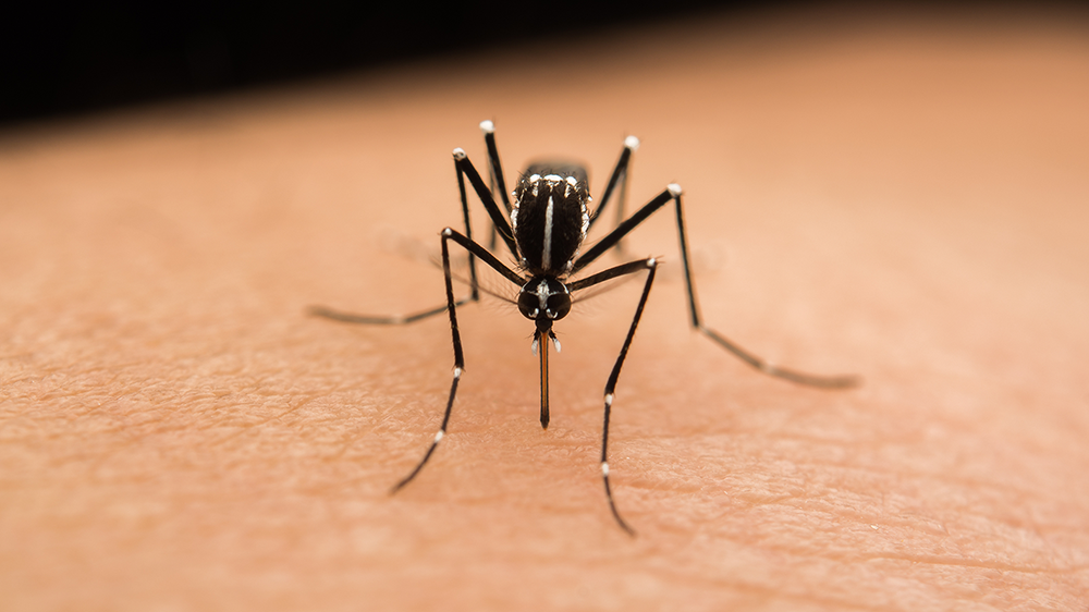 An Asian Tiger Mosquito