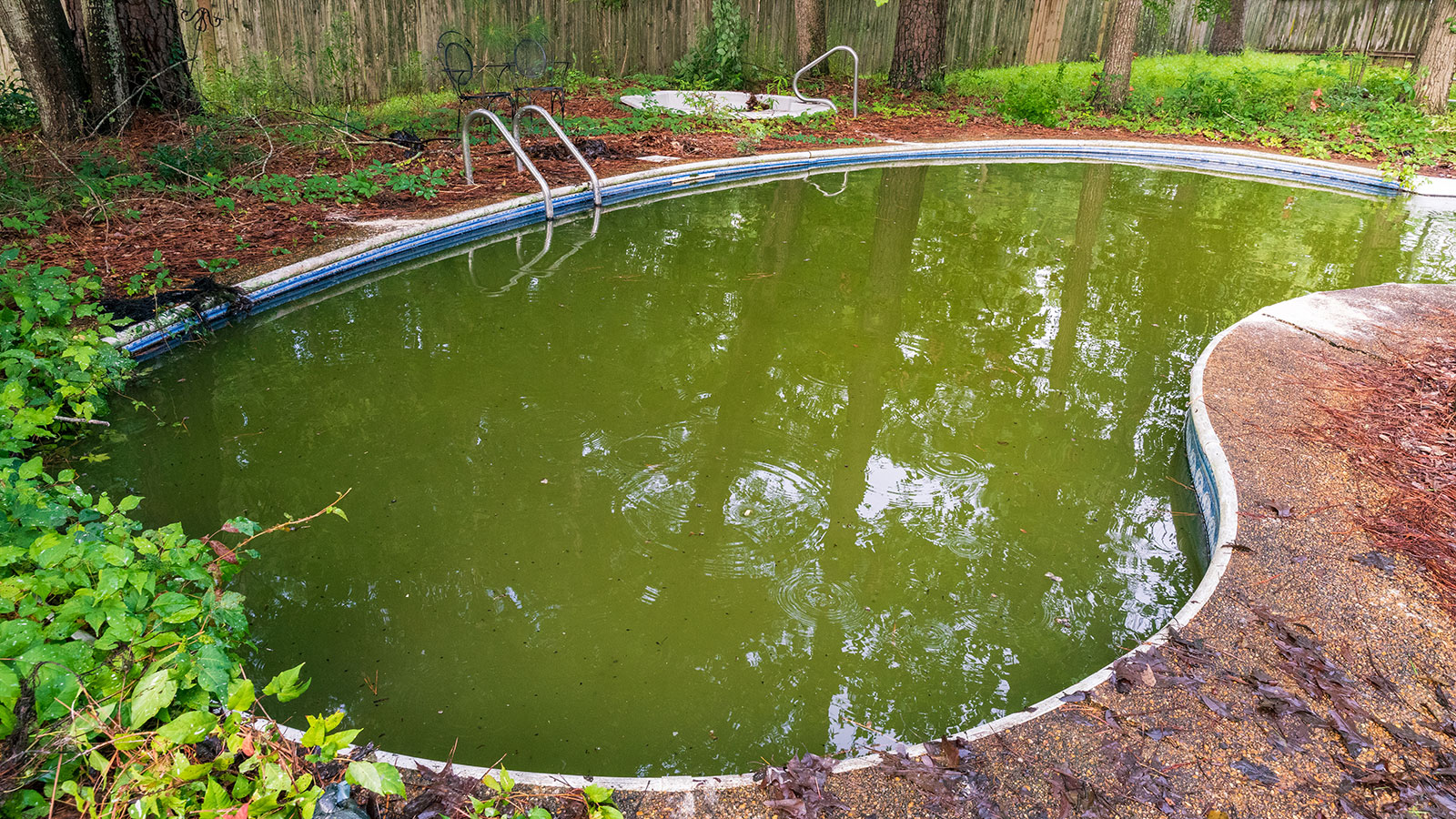 Swimming pool filled with green water