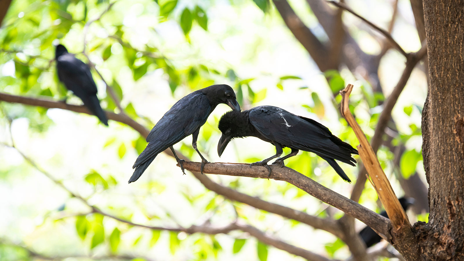 Crows on a tree