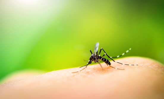 Mosquito on a human finger