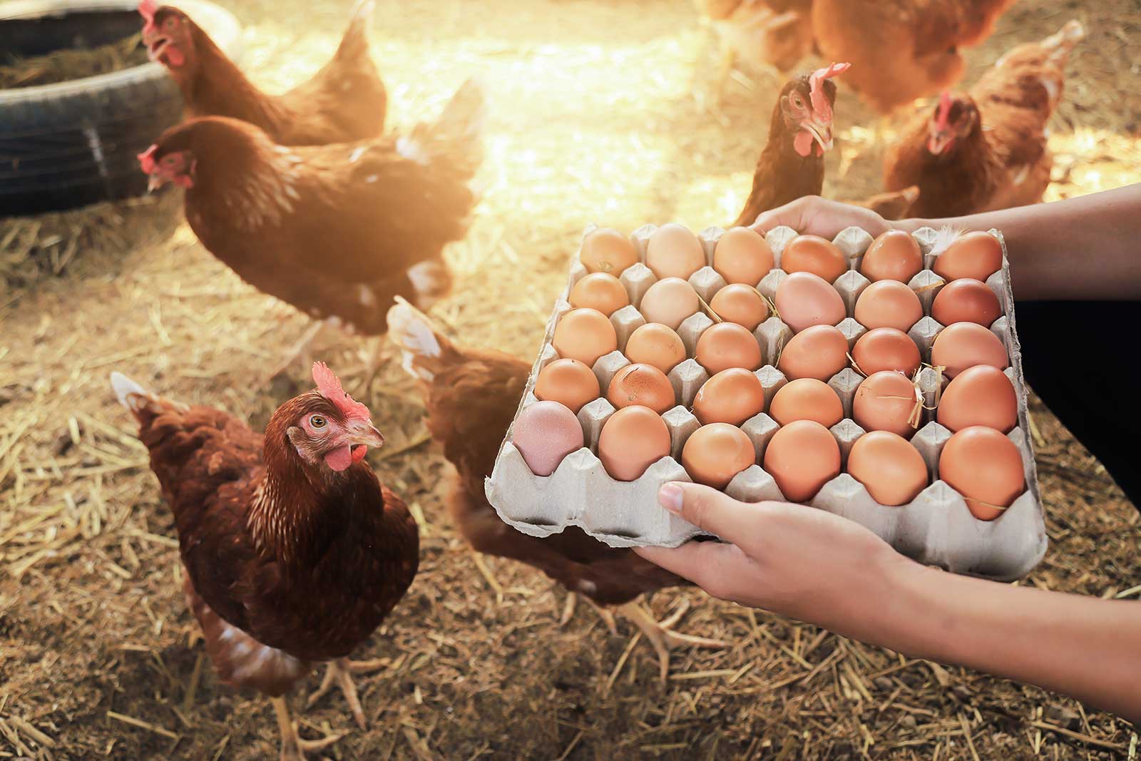 Chickens with eggs in a styrofoam container