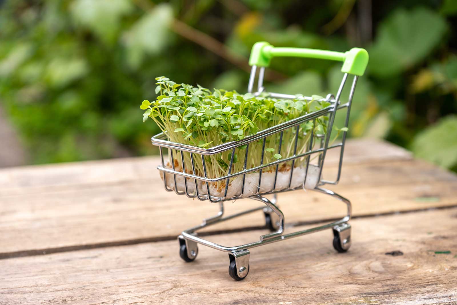 Miniature grocery cart with sprouts