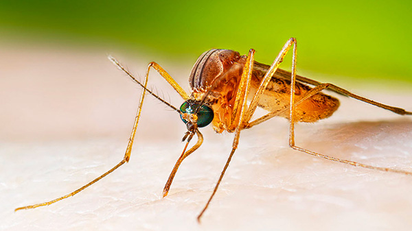 No active mosquito surveillance alerts